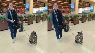 Angelina Praga arribó de la  capital del país con su pitbull.