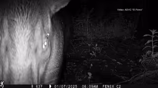 El Fénix, en Champotón, registra la presencia de un tapir centroamericano