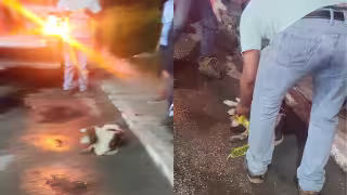 Un perro callejero fue atropellado por un vehículo cuyo conductor huyó del sitio en Champotón.