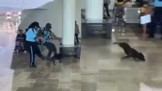 Video exhibe presunta agresión contra un perro que buscaba refugio de la lluvia en Campeche