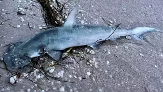 El hecho fue documentado poco tiempo después de que un hombre capturara otro ejemplar en playas del puerto