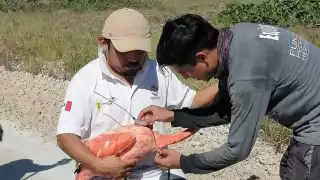 Realizan seguimiento constante de la población de flamencos en Yucatán
