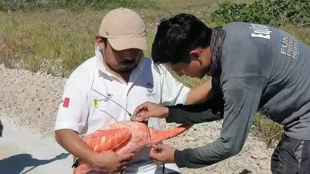 El marcaje de aves es clave para recopilar datos sobre movilidad, procedencia y longevidad