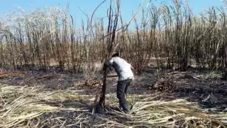 Los cañeros de Quintana Roo han enfrentado varios desafíos en los últimos años, incluyendo no solo sequías, sino también fluctuaciones en los precios del mercado