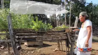 Ka’anche’: La técnica ancestral maya en Campeche para cultivar alimentos en casa