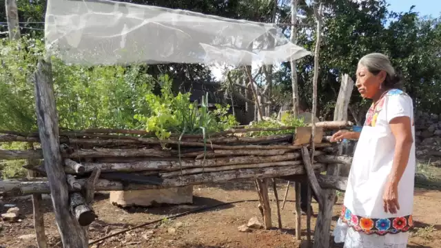 El ka’anche’, una técnica maya de cultivo elevado ideal para espacios reducidos.