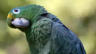 El loro corona azul mide de 38 a 43 centímetros de cabeza a cola