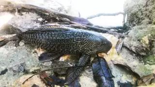 Aparece de nuevo el pez diablo en Chetumal; ahora en Bahía de Calderitas