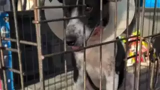 Perro es atacado por un jaguar en Mahahual y sobrevive