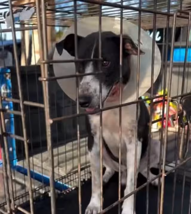 El can de nombre “Pinto” recibió atención médica