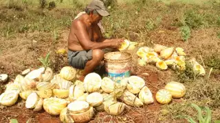 Productores siembran menos ante el creciente problema.