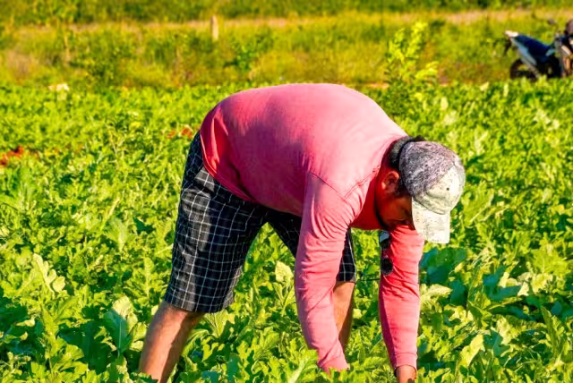 Además de no alcanzar las 30 toneladas por hectáreas que se esperaban, la calidad de las frutas fue muy deficiente
