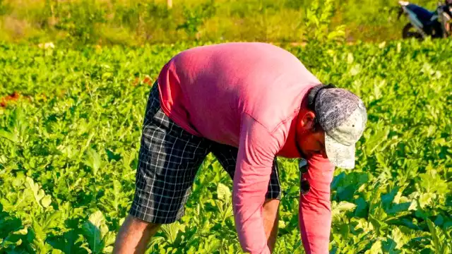 Además de no alcanzar las 30 toneladas por hectáreas que se esperaban, la calidad de las frutas fue muy deficiente