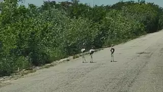   Piden a conductores extremar precauciones   por la presencia de polluelos de flamencos  en la carretera de El Cuyo