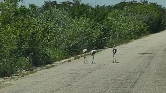 Los polluelos de flamenco caminan sobre la carretera Los polluelos de flamenco caminan sobre la carretera