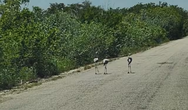 Los polluelos de flamenco caminan sobre la carretera