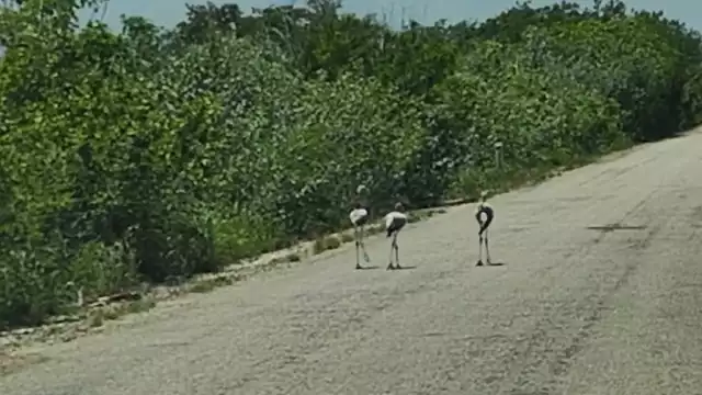 Los polluelos de flamenco caminan sobre la carretera