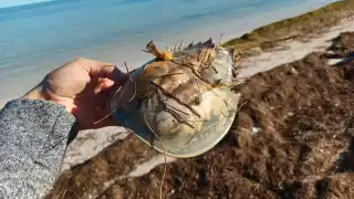 Recalan cacerolitas de mar a la costa de Chabihau