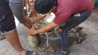 Cocodrilo de tres metros sorprende a vecinos de Río Lagartos debajo de su auto