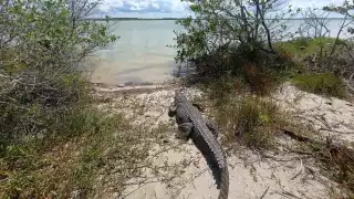 Capacitan a personal para atender avistamientos de cocodrilos en la costa de Yucatán
