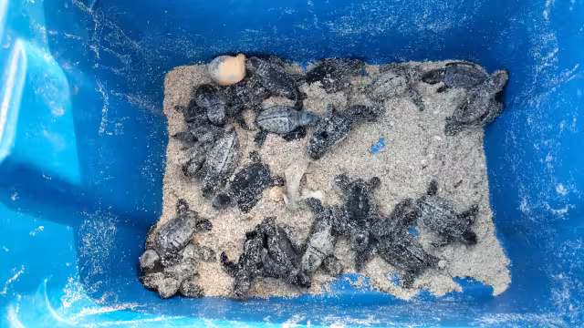 Una camada de quelonios tipo carey eclosionó de forma inusual, fuera de su temporada normal