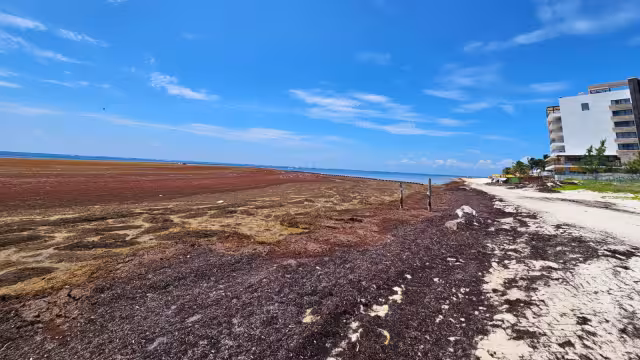 El sargazo genera grandes afectaciones a la vida marina y al turismo en el estado