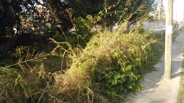 En Sabancuy más que nunca exigen a las autoridades municipales que obliguen a los propietarios de estos lotes a limpiarlos ya que son foco de problemas