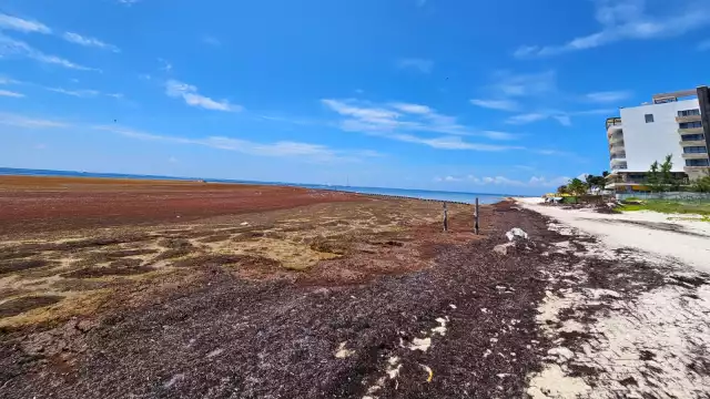 El sargazo genera grandes afectaciones a la vida marina y al turismo en el estado