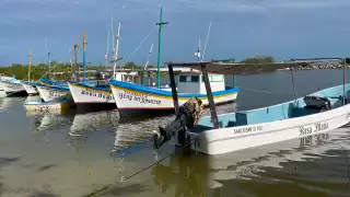 Marea roja se disipa en la costa de Yucatán: En Chicxulub reabren una zona, pero en Celestún sigue la restricción