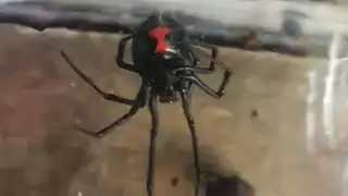 Productores de un vivero comunitario piden asesoría al sector Salud para el manejo de un arácnido