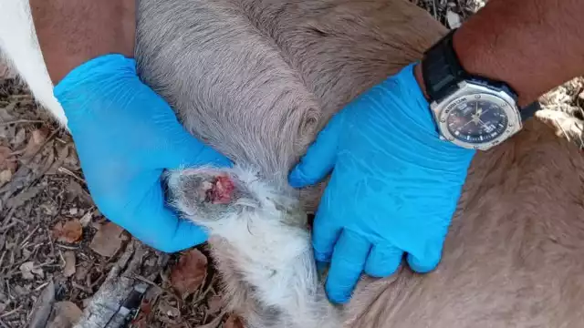 Gobierno Federal promueve capacitaciones ante brote de gusano barrenador