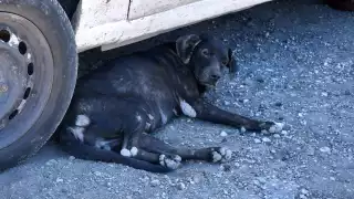 Alarma a Colegio de Veterinarios el exceso de animales callejeros en Campeche