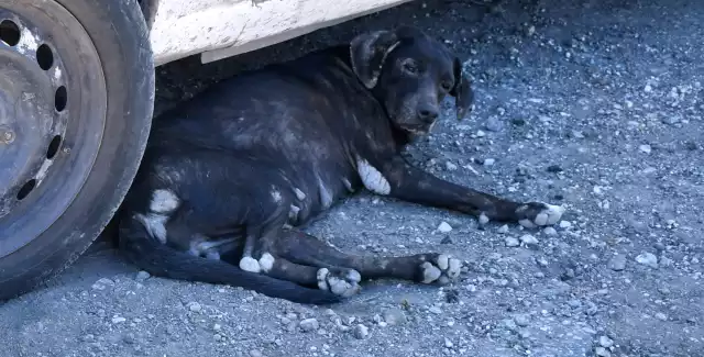 La reproducción de perros y gatos amenaza la salud pública y piden reducir su sobrepoblación