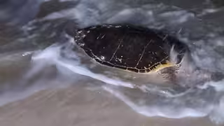 Frentes fríos causarían el recale de especies marinas sin vida en la costa de Yucatán