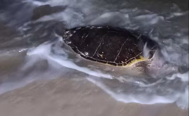 Nortes y fuertes marejadas podrían arrastrar cadáveres de mamíferos y tortugas a las costas