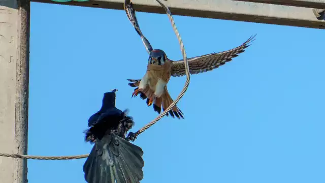 Fotógrafo yucateco capta increíble duelo entre un halcón cernícalo y un zanate