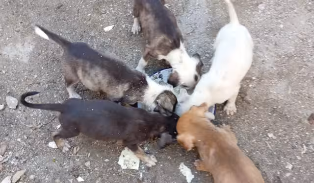 Habitantes de la Península de Atasta alertan por sobrepoblación de perros y gatos.