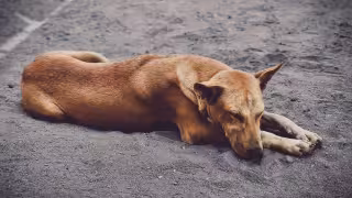 Juez ordena proteger a perros y gatos del Refugio Franciscano; estas son las exigencias que se piden