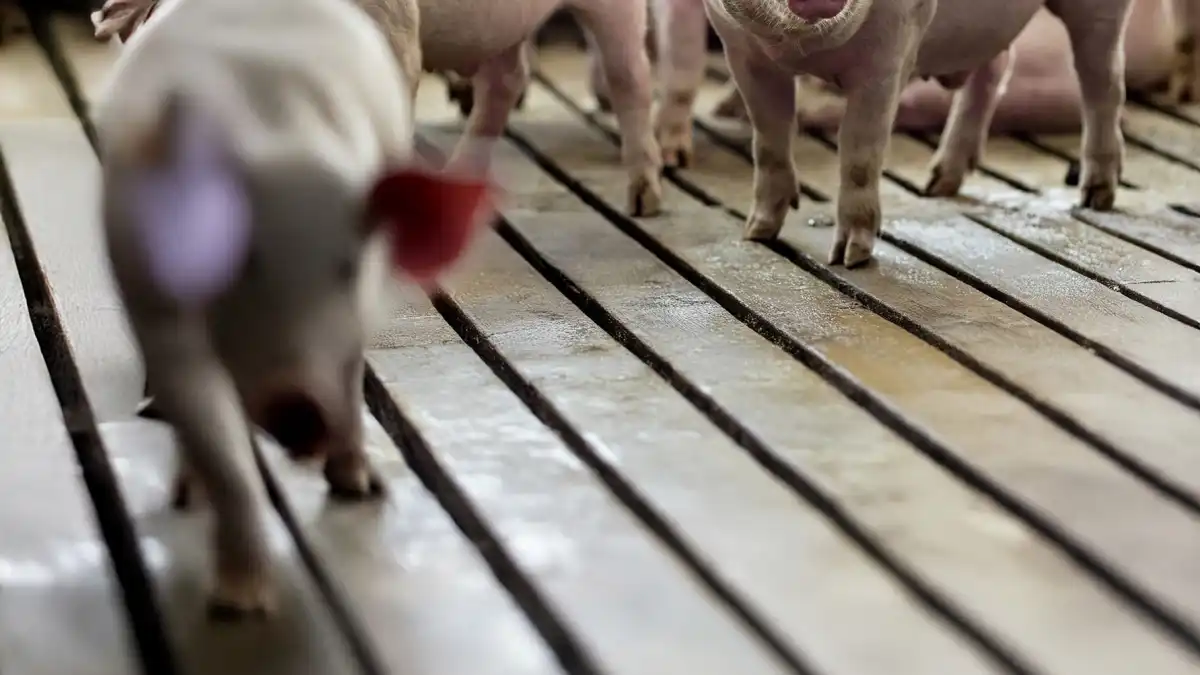 Yucatán lidera crecimiento de producción de carne de cerdo en México con aumento de 45.4%: Agricultura