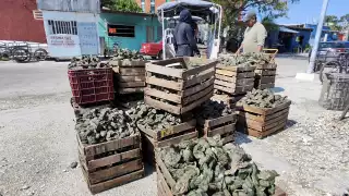 Las condiciones climáticas han impedido zarpar para obtener el molusco, explicaron pescadores dedicados a la actividad, así que vislumbran una escasez del alimento