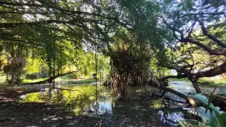 Un estudio kárstico en la Península de Yucatán evidenció altos niveles de metales, nutrientes y bacterias fecales