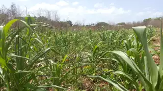 Campesinos de Peto temen por pérdidas económicas por la presencia de tejones en sus cultivos de maíz