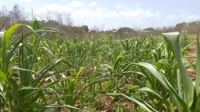 Campesinos dedicados a la siembra del maíz temen que los mamíferos acaben con la cosecha