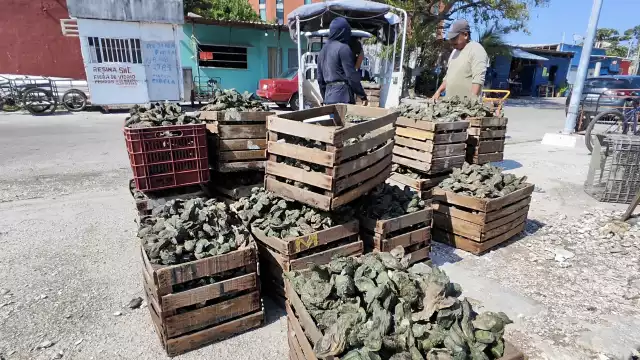 Las condiciones climáticas han impedido zarpar para obtener el molusco, explicaron pescadores dedicados a la actividad, así que vislumbran una escasez del alimento