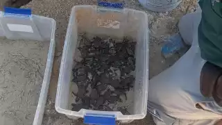 A finales de este mes o principios de abril se prevé la llegada de quelonios al puerto y sus comisarías