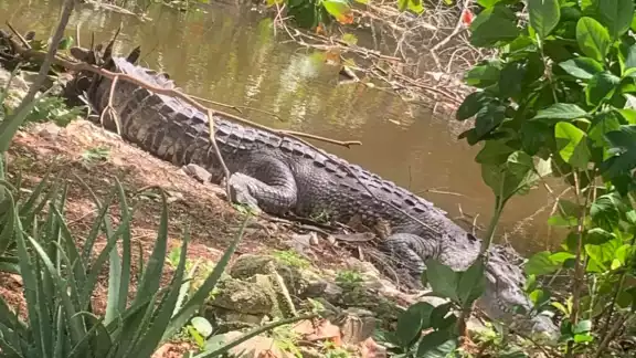 Un cocodrilo que había sido reubicado meses atrás vuelve a un manglar que está en zona habitada Un cocodrilo que había sido reubicado meses atrás vuelve a un manglar que está en zona habitada