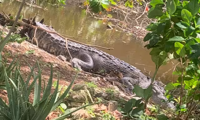 Un cocodrilo que había sido reubicado meses atrás vuelve a un manglar que está en zona habitada