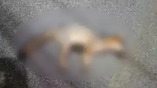 Atropellamientos amenazan a la fauna silvestre de Mérida  