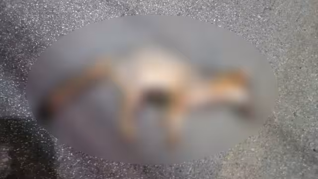 En días recientes un zorro gris fue atropellado al norte de Mérida, lo que abrió el debate sobre este tipo de amenaza para la fauna silvestre que habita en Mérida