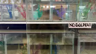 Peces abandonados en la Plaza Oriente de Mérida son retirados del lugar luego de que se denunciara el caso